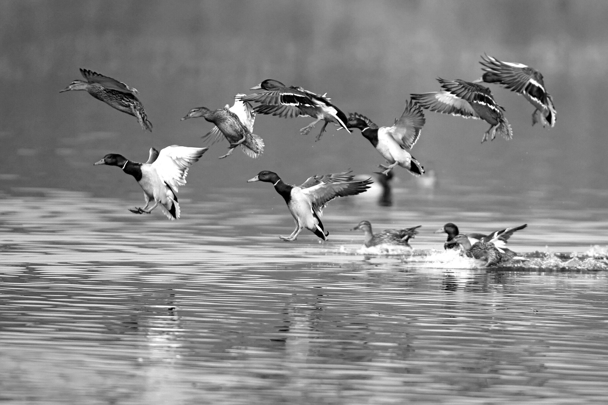 15 February 2021 Canard-Colvert_14-blackwhite